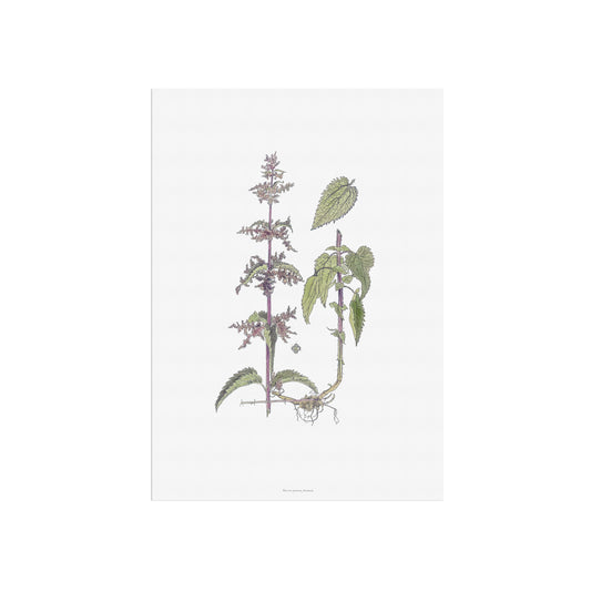 Botanisk Plakat - Brændenælde (Urtica dioica) - Historisk Illustration