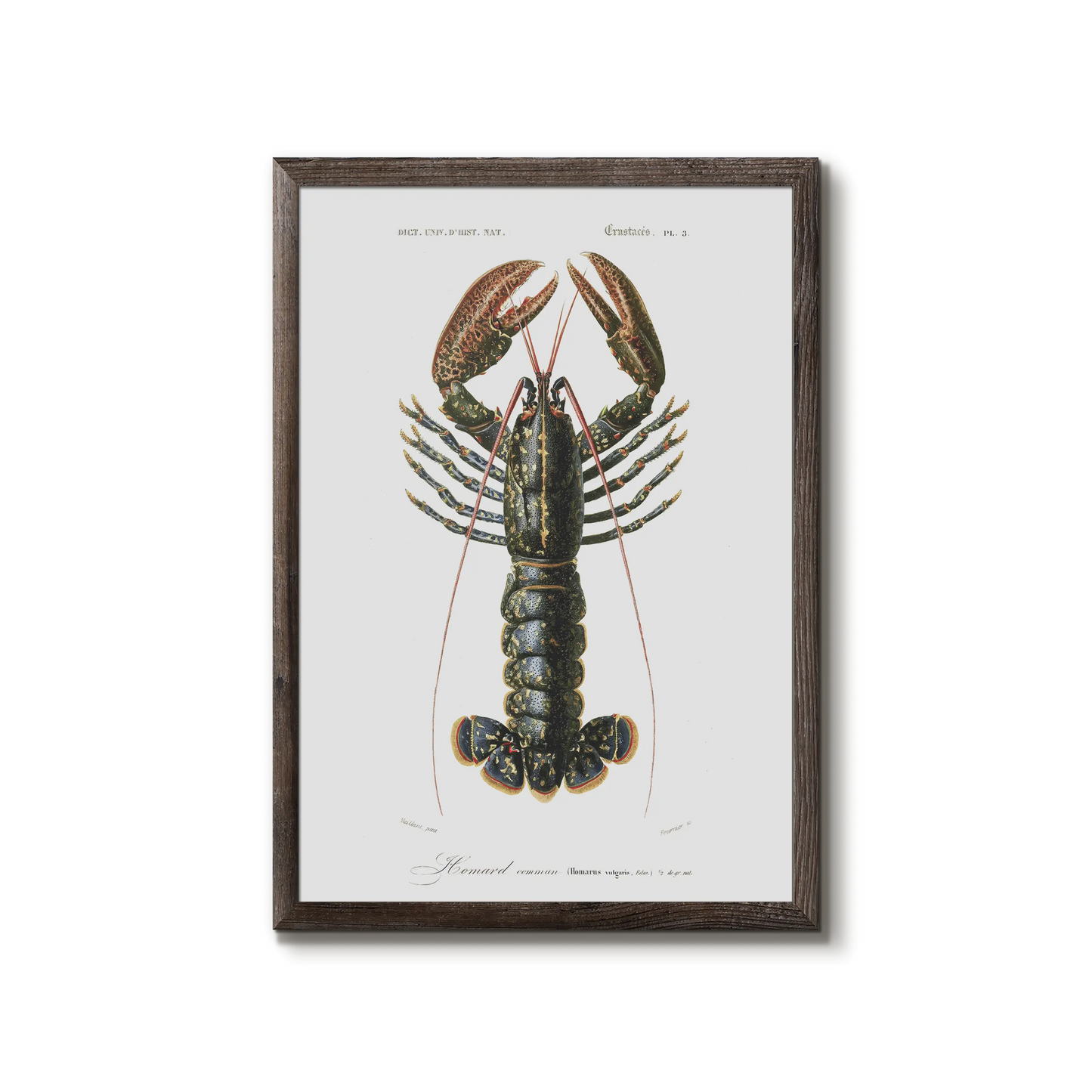 Lobster poster - Homarus vulgaris