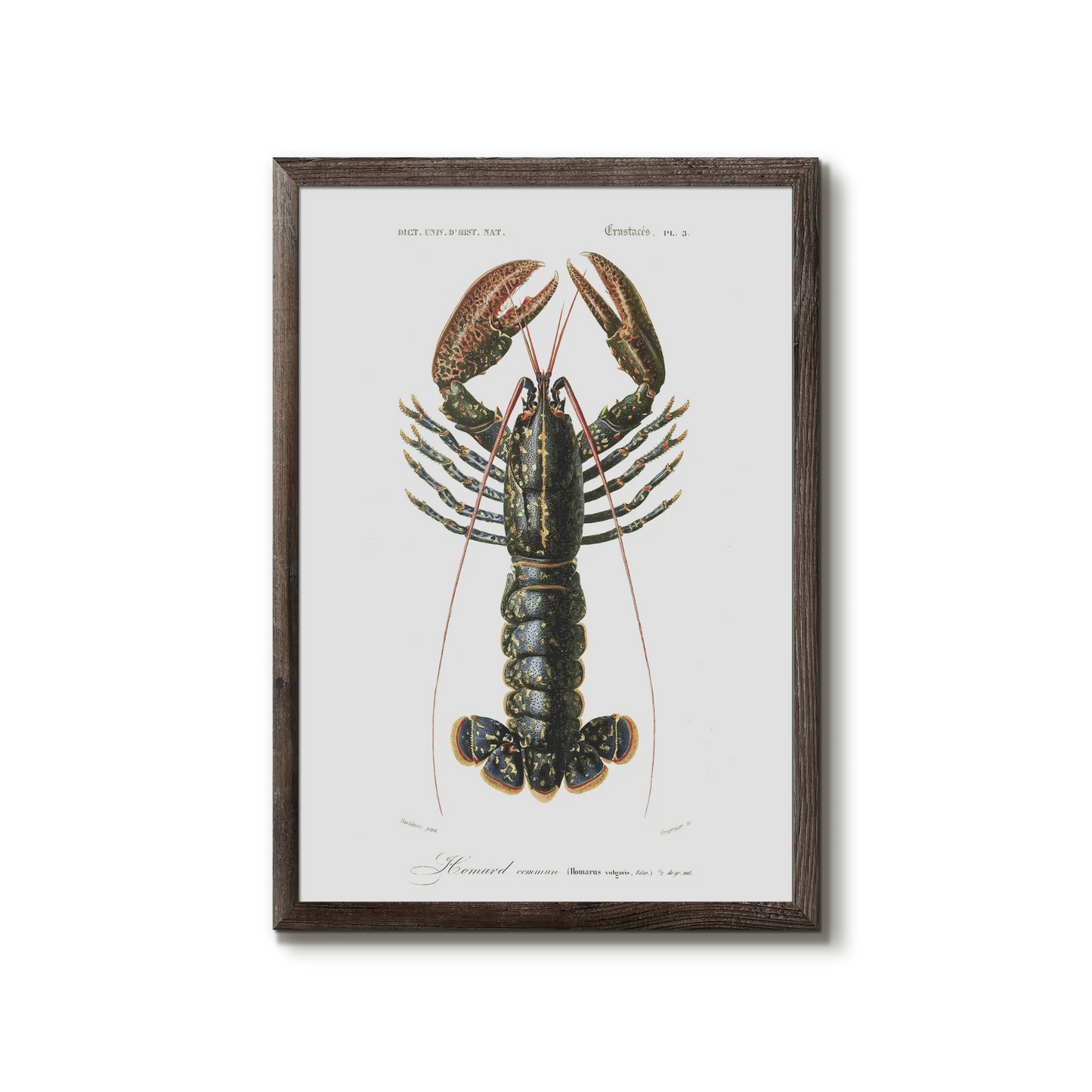 Hummer plakat - Homarus vulgaris