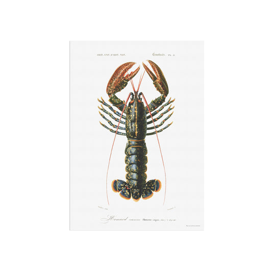 Lobster poster - Homarus vulgaris