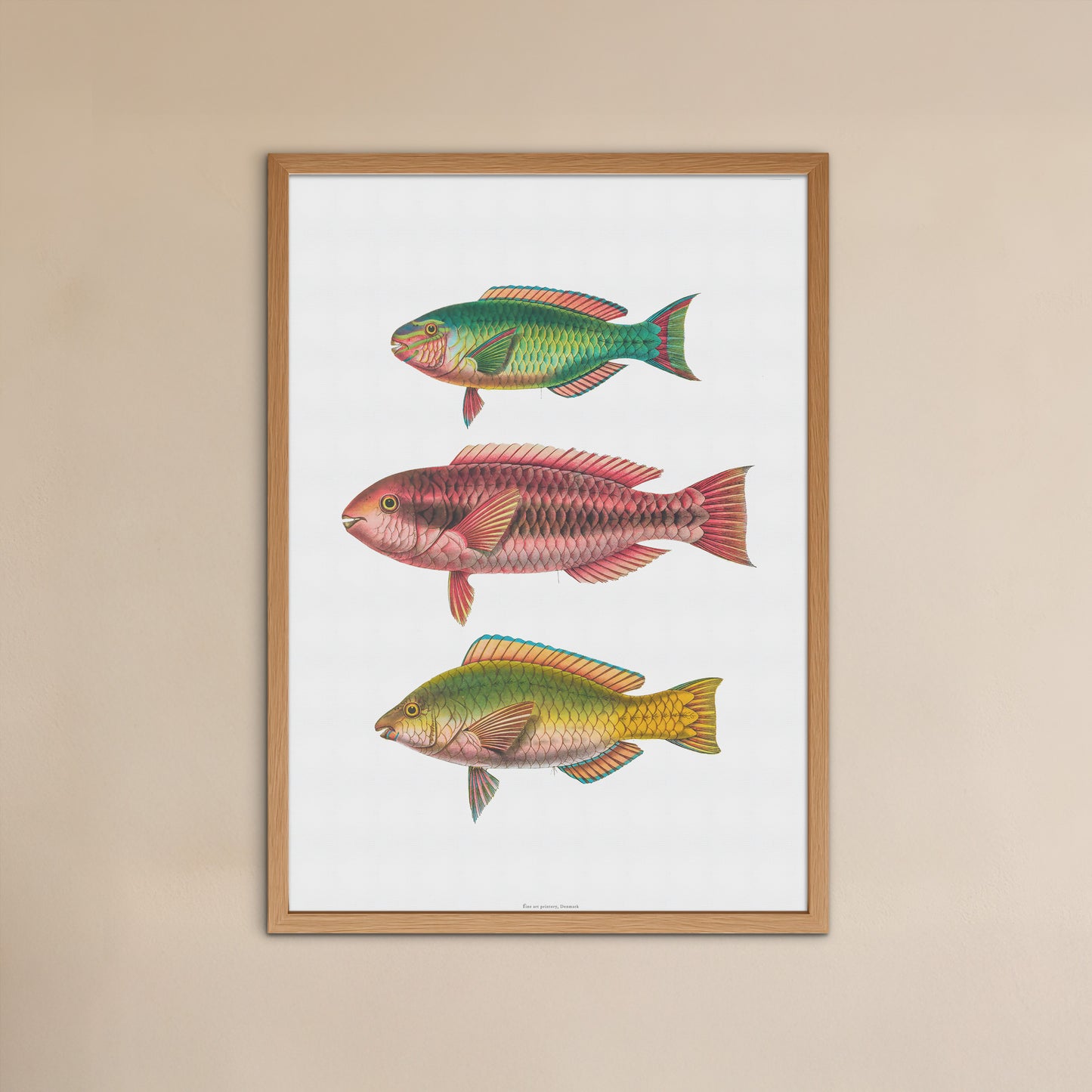 Zoologisk Plakat - Tropiske Papegøjefisk i Røde og Grønne Nuancer - Vintage Illustration (1862)