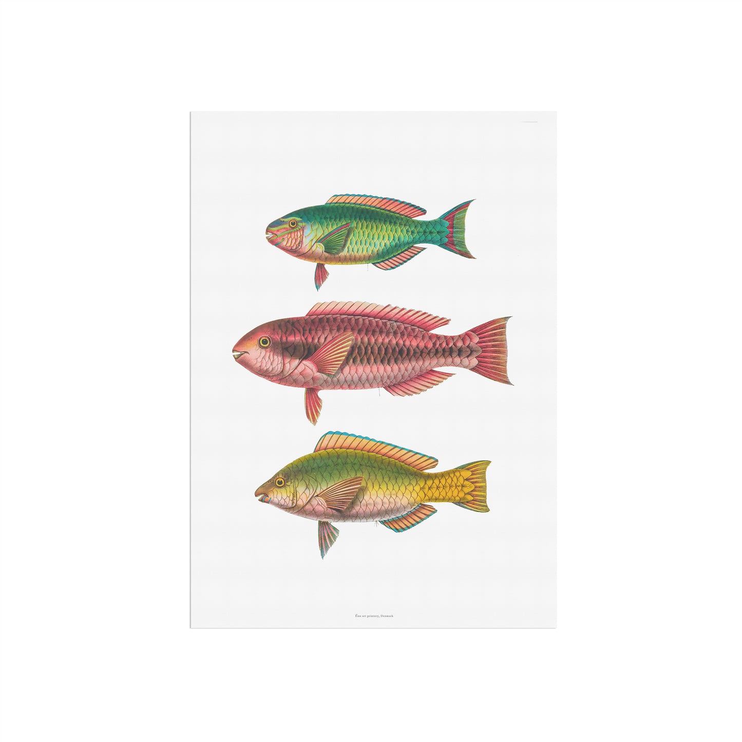 Zoologisk Plakat - Tropiske Papegøjefisk i Røde og Grønne Nuancer - Vintage Illustration (1862)