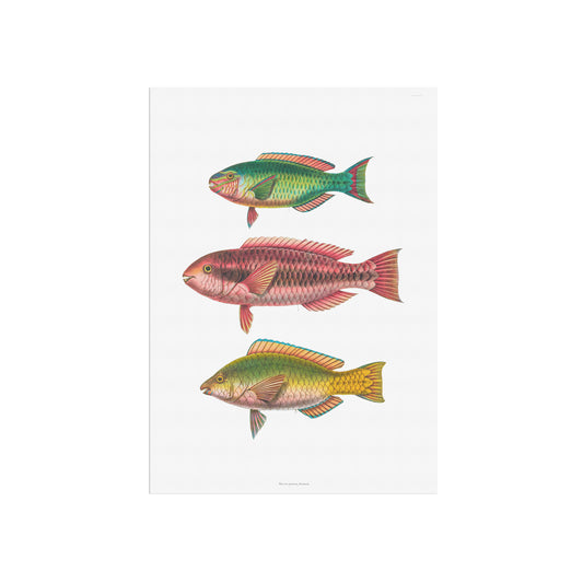 Zoologisk Plakat - Tropiske Papegøjefisk i Røde og Grønne Nuancer - Vintage Illustration (1862)