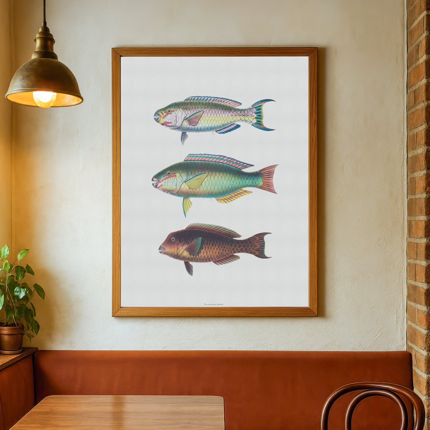 Zoologisk Plakat - Tropiske Papegøjefisk (Parrotfish) - Vintage Illustration (1862)