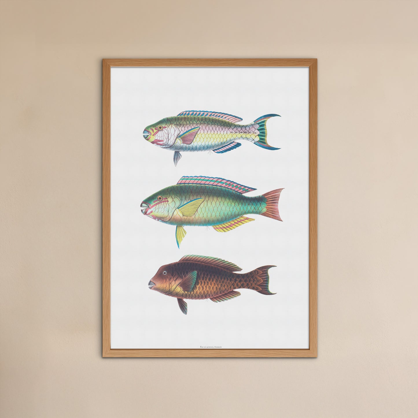 Zoologisk Plakat - Tropiske Papegøjefisk (Parrotfish) - Vintage Illustration (1862)