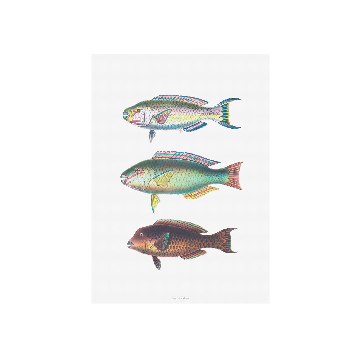 Zoologisk Plakat - Tropiske Papegøjefisk (Parrotfish) - Vintage Illustration (1862)