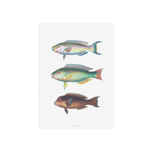 Zoologisk Plakat - Tropiske Papegøjefisk (Parrotfish) - Vintage Illustration (1862)