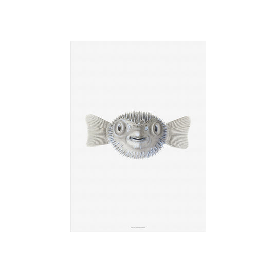 Zoologisk Plakat - Kuglefisk (Pufferfish) - Vintage Illustration fra 1838