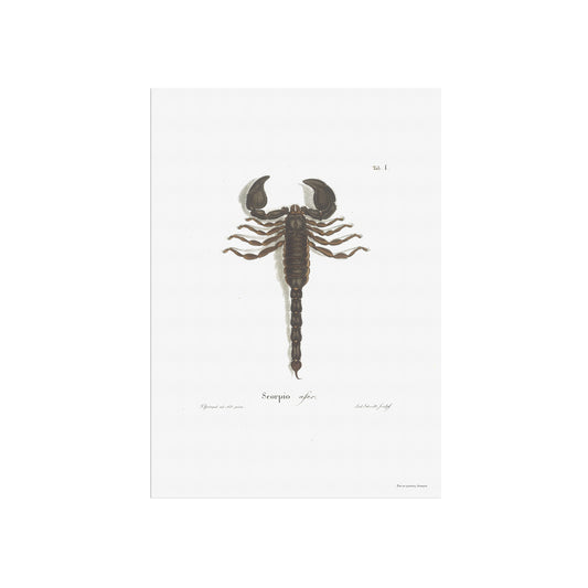 Scorpio - Scorpio afer