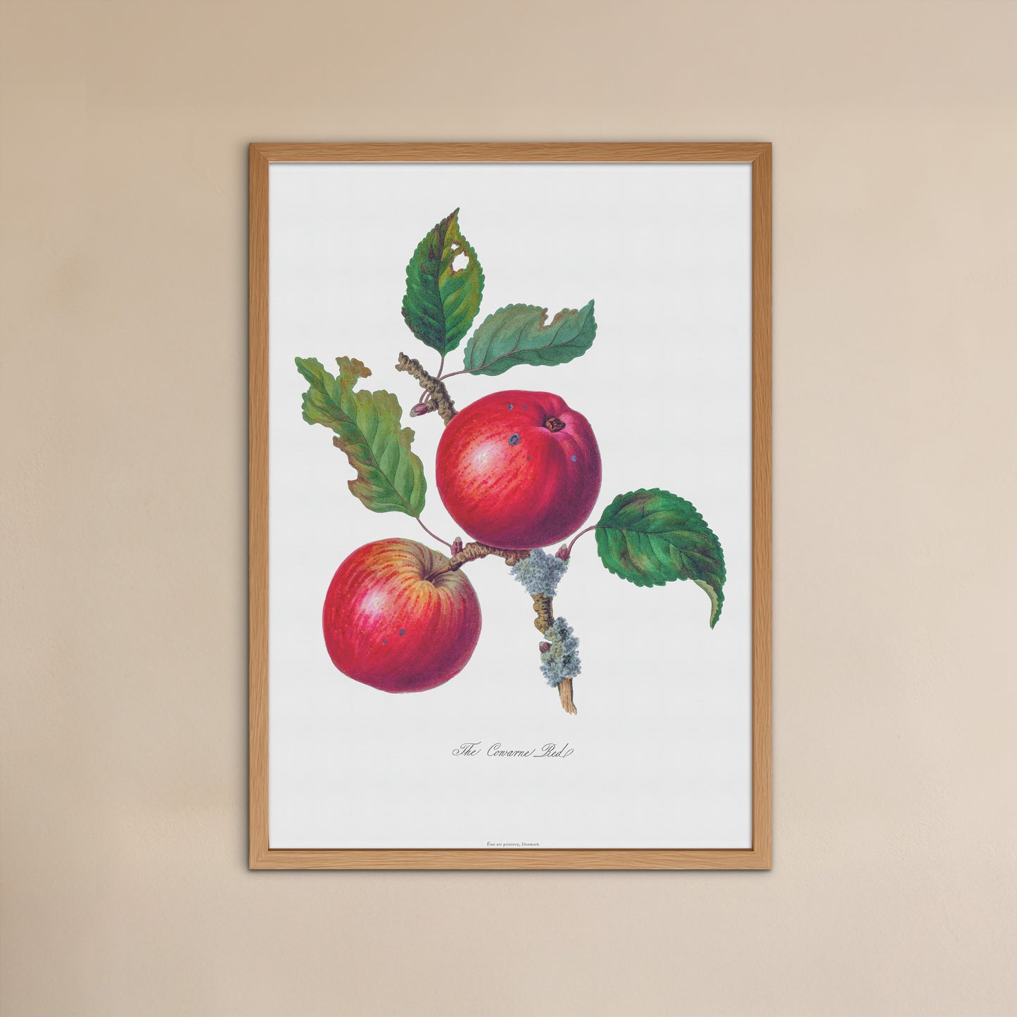 Botanisk Plakat - 'Cowarne Red' Æble - Vintage Illustration fra 1811