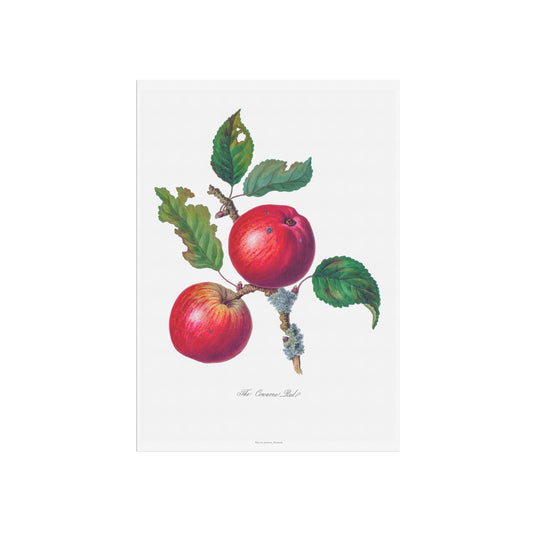 Botanisk Plakat - 'Cowarne Red' Æble - Vintage Illustration fra 1811