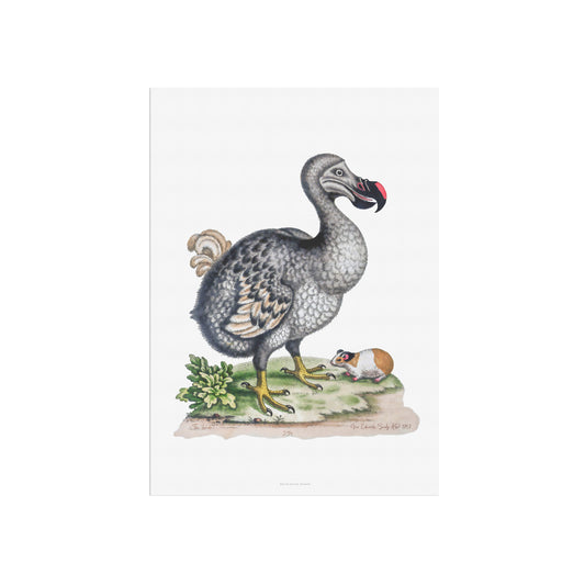The Dodo and the Guinea Pig, 1757