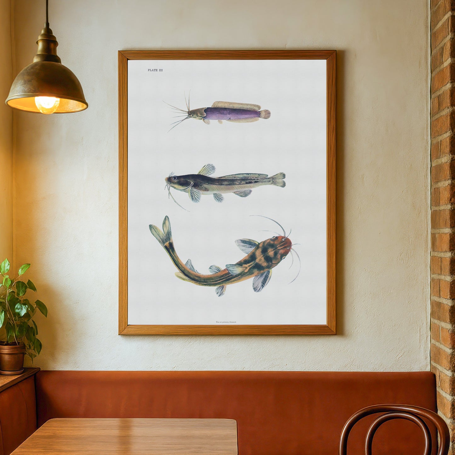 Zoologisk Plakat - Tre kinesiske Mallearter (Catfish) - Fra 1943