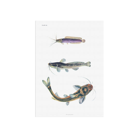 Zoologisk Plakat - Tre kinesiske Mallearter (Catfish) - Fra 1943