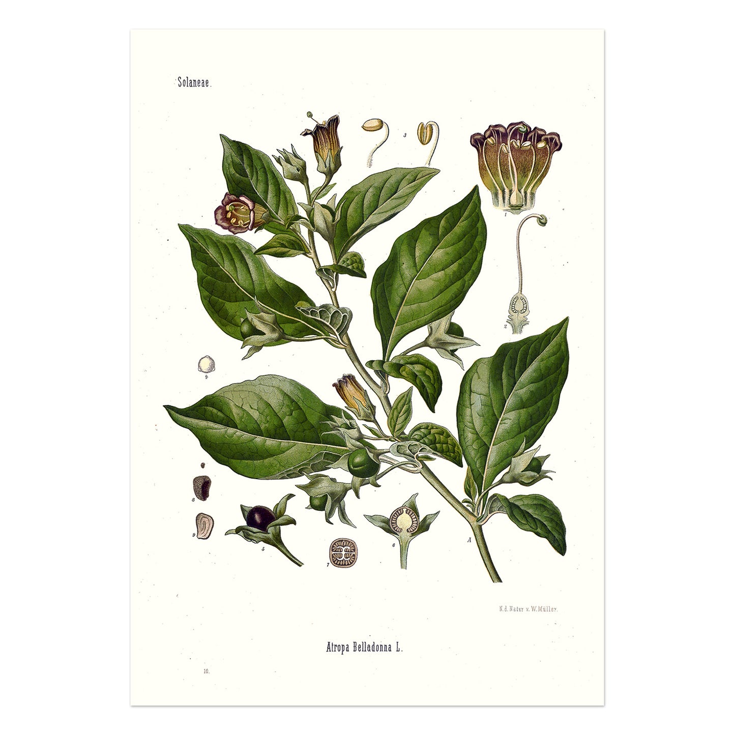Galnebær fra Köhler's Medizinal-Pflanzen / Atropa Belladonna
