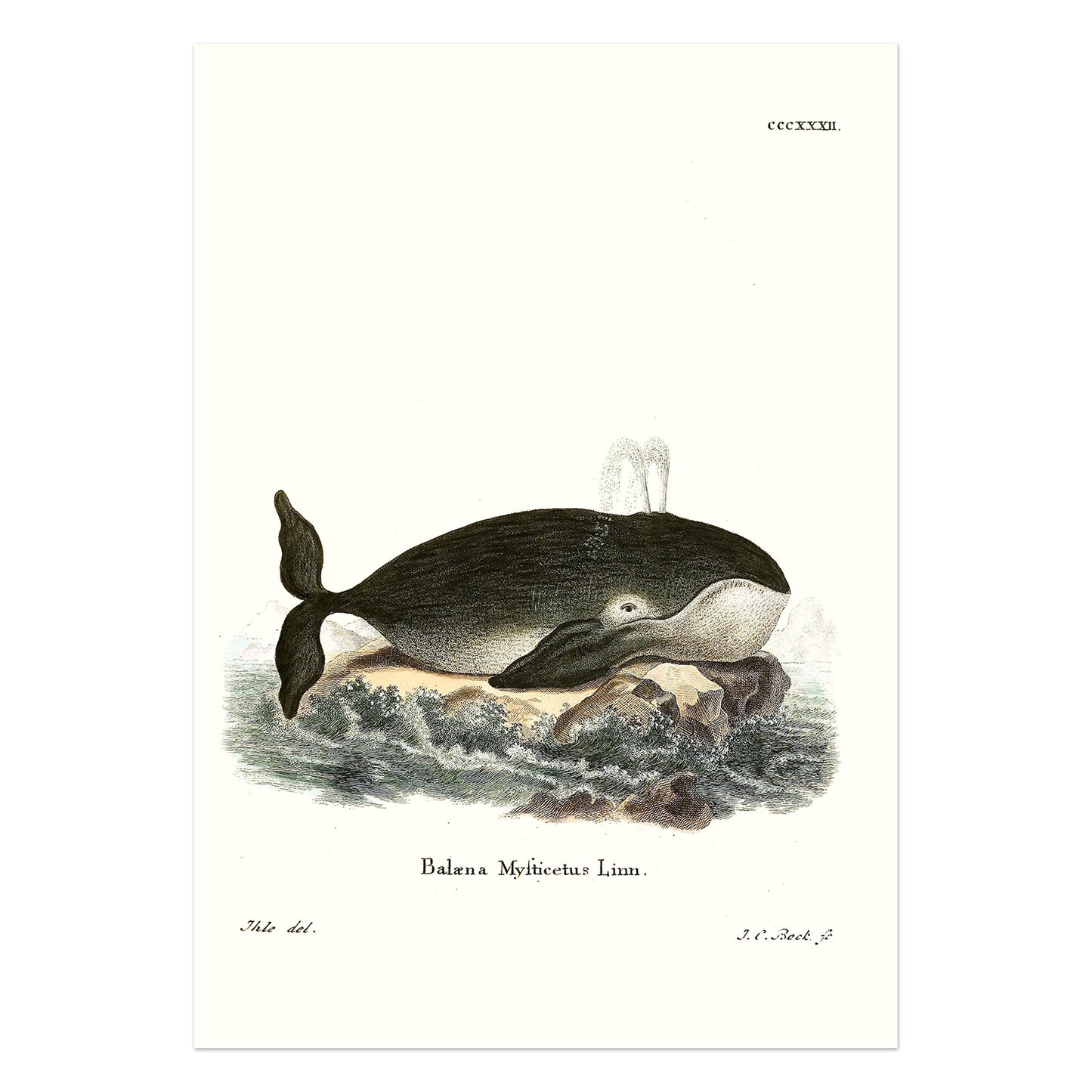 Grønlandshvalen fra tysk bog om Zoologi fra 1835