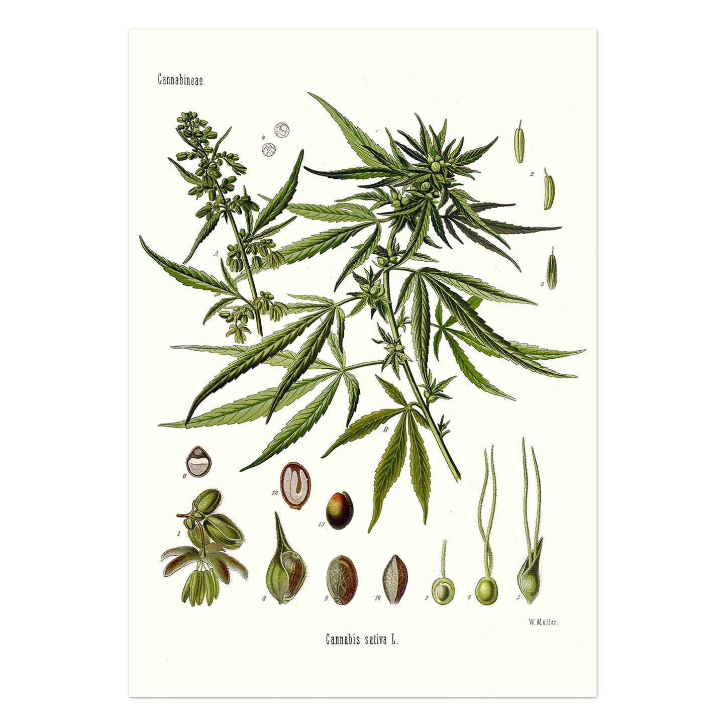 Hemp from Köhler's Medizinal-Pflanzen / Cannabis sativa