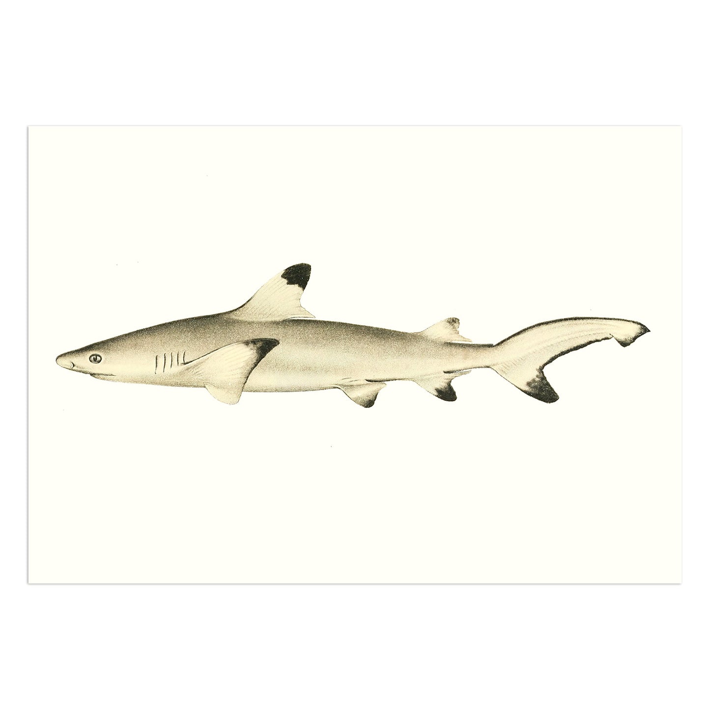Blacktip reef shark - Carcharhinus melanopterus