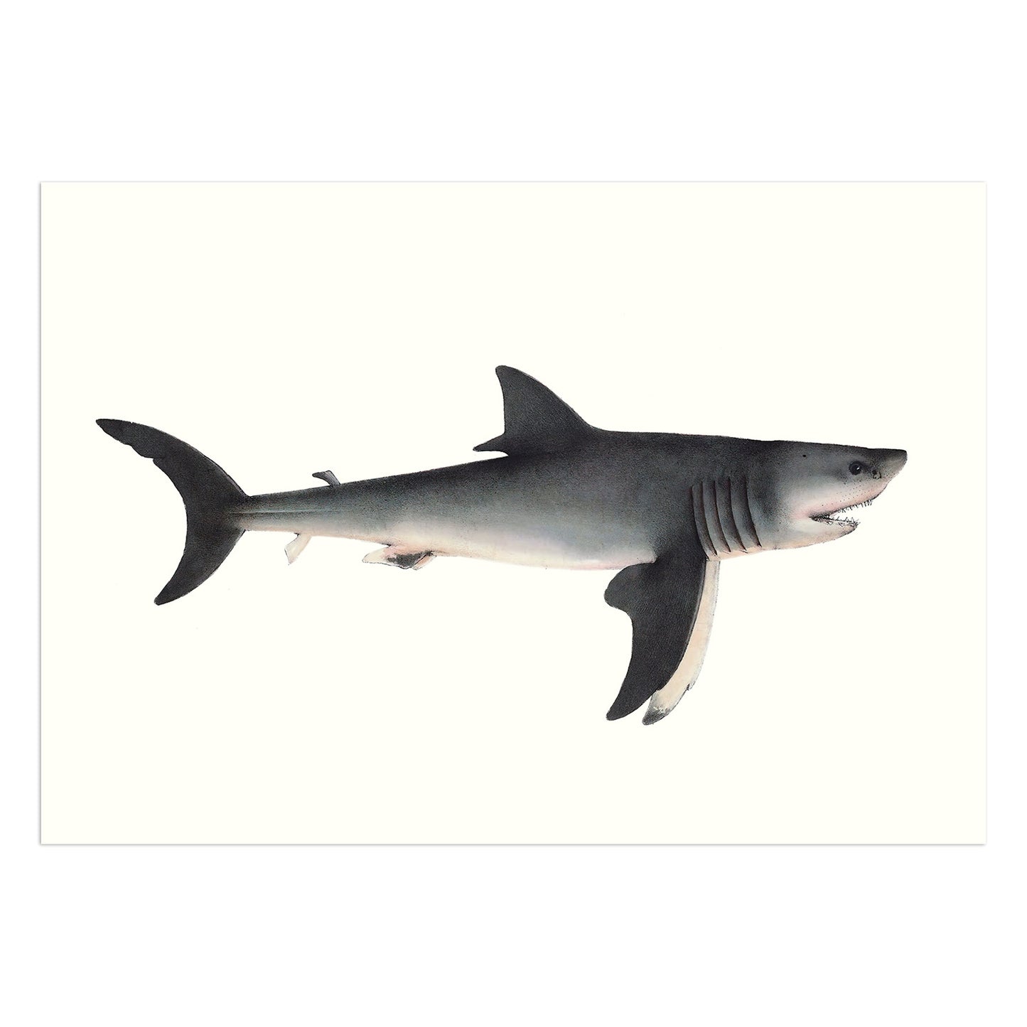 The great white shark - Carcharodon carcharias