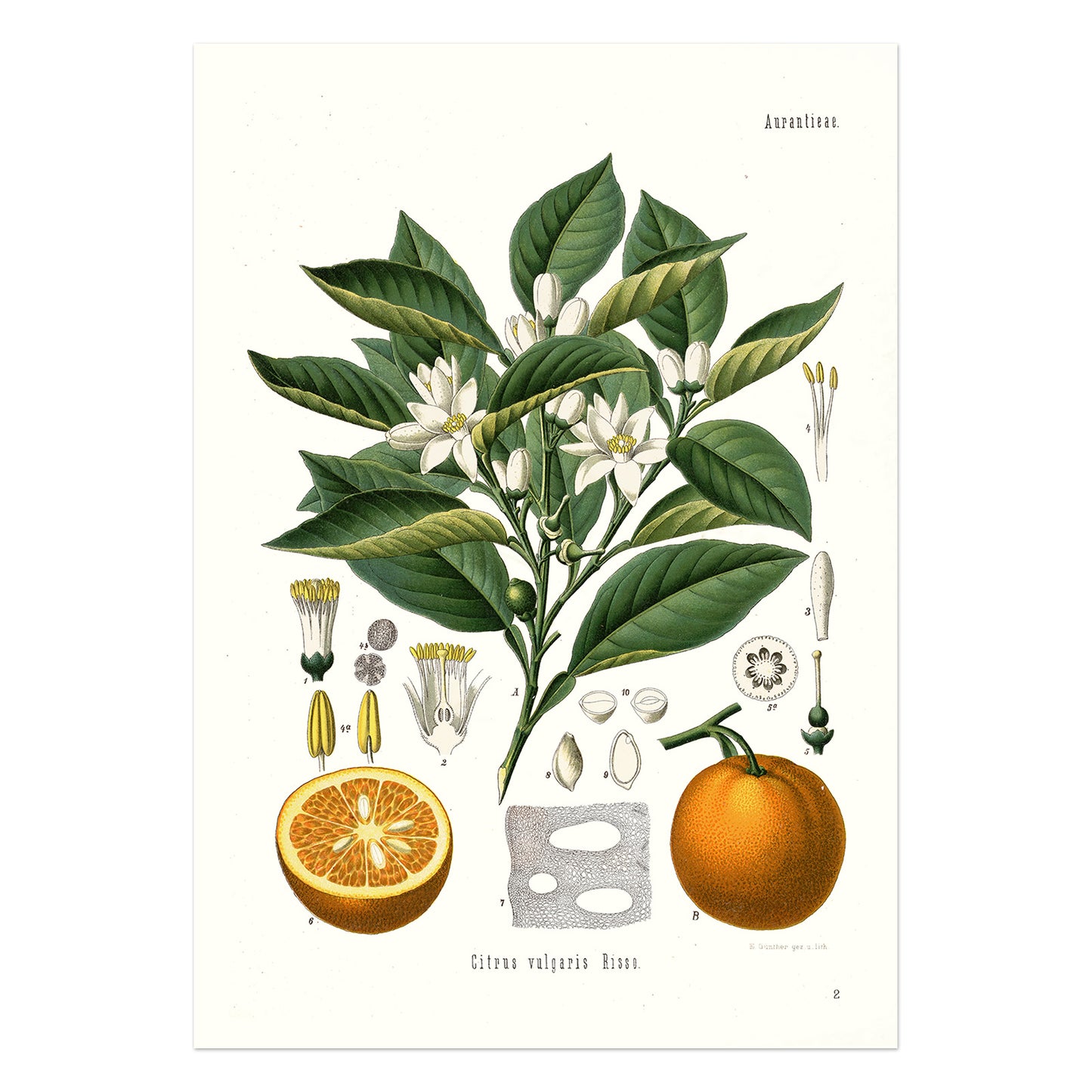 Ponerans fra Köhler's Medizinal-Pflanzen / Citrus aurantium