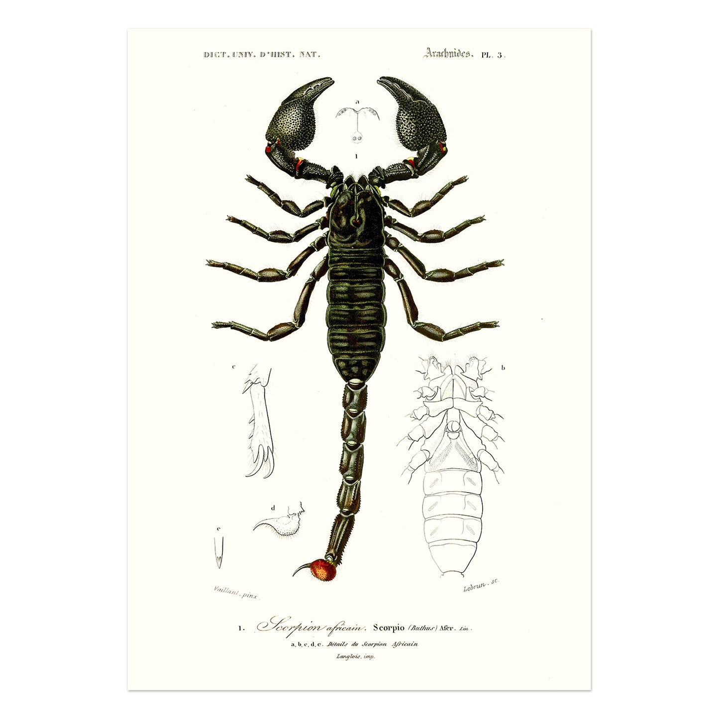 The emperor scorpion - Pandinus imperator