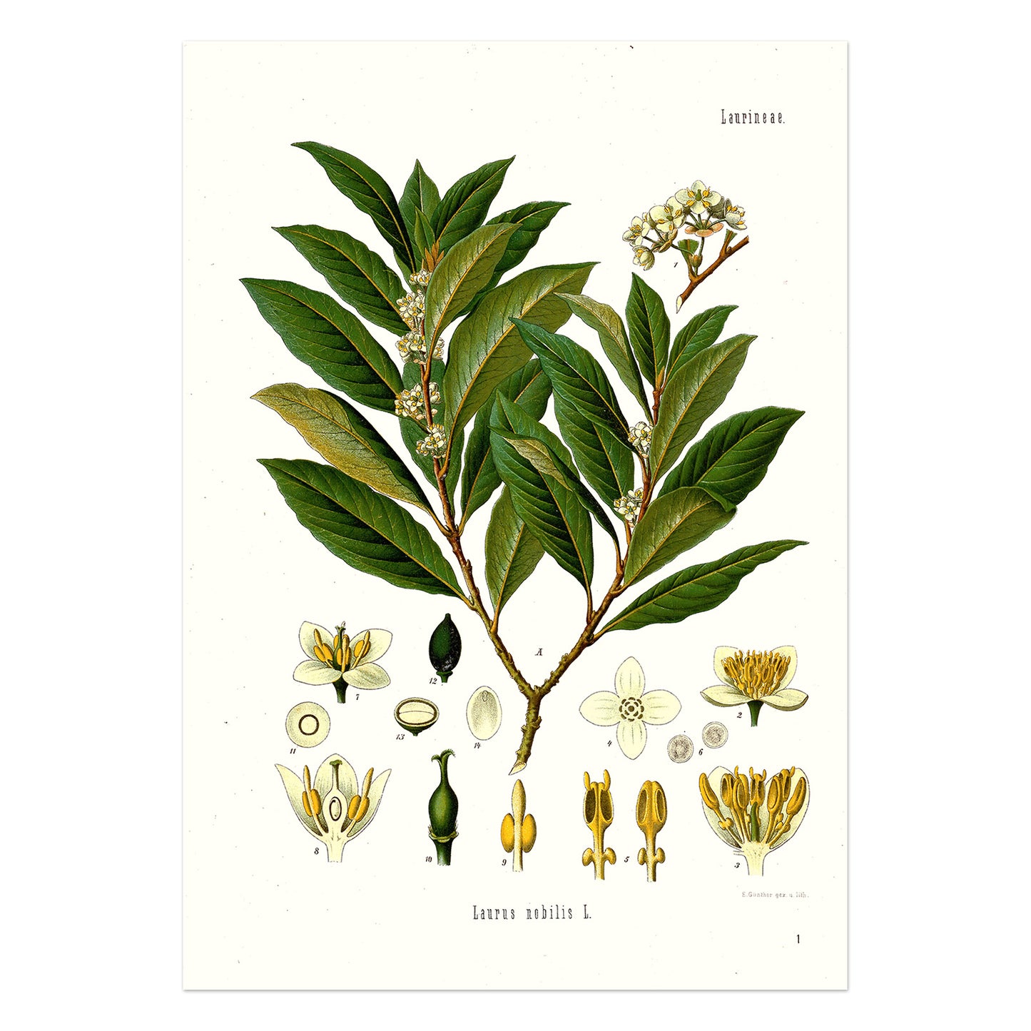 laurel plant from Köhler's Medicinal Plants / Laurus nobilis