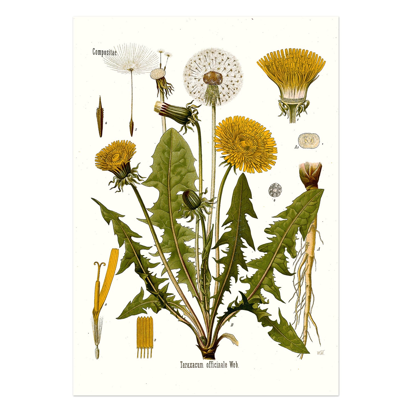 Dandelion from Köhler's Medizinal-Pflanzen / Taraxacum officinale