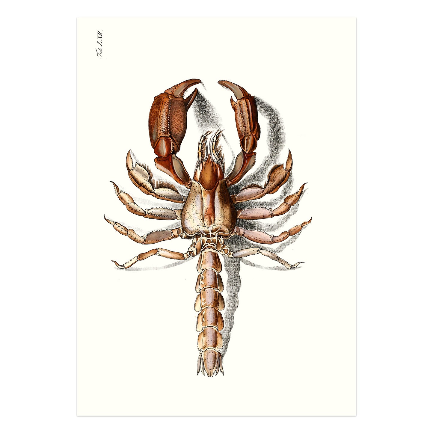 Lobster poster - Thalassina anomala