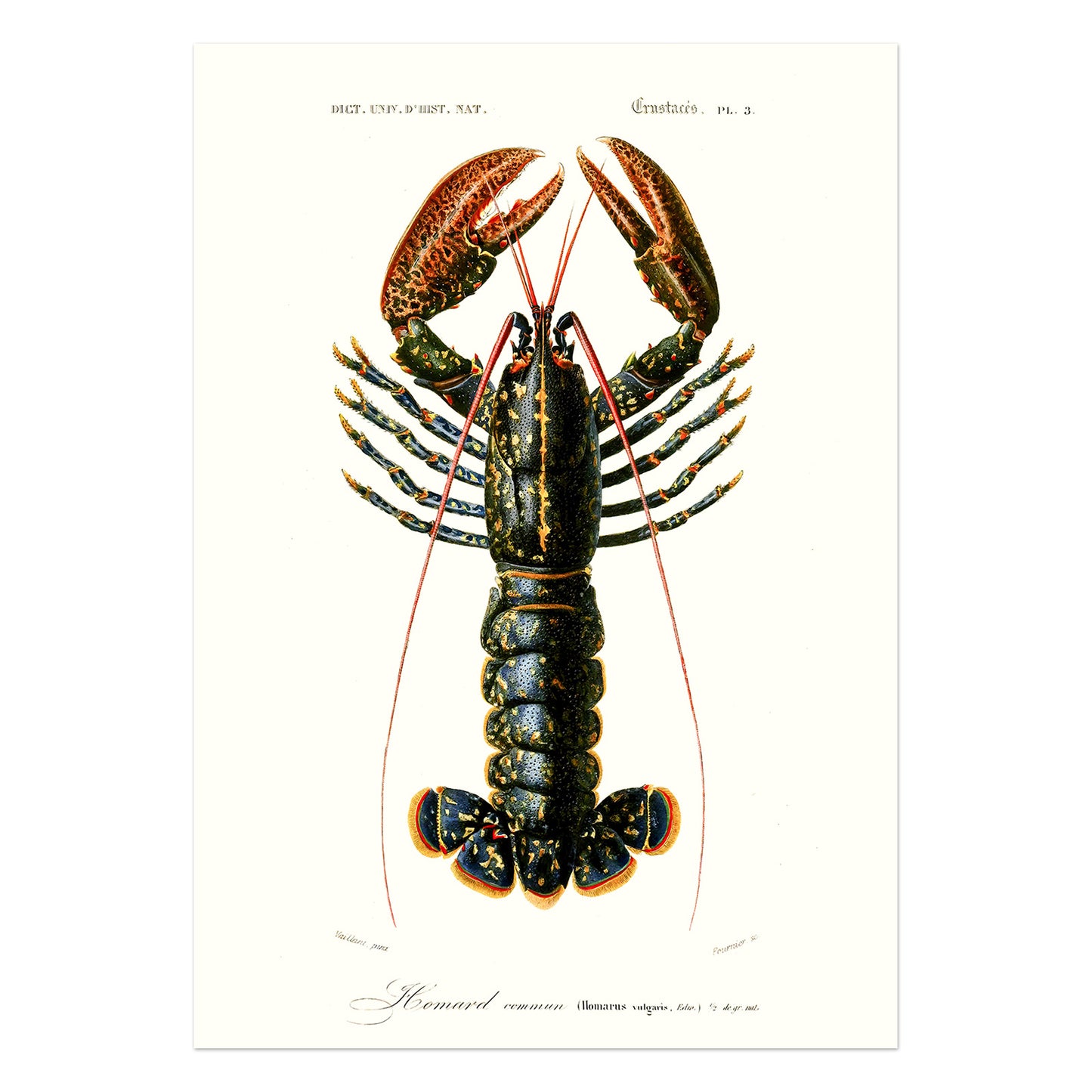 Hummer plakat - Homarus vulgaris