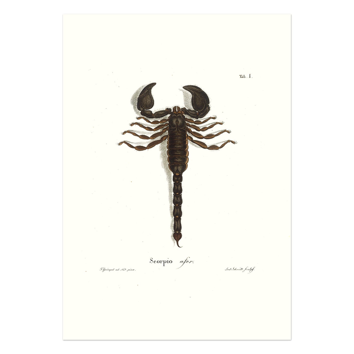 Skorpion - Scorpio afer